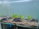 疯狂水草鱼缸造景装饰溪流石底部砂石天然溪流缸南美缸造景石乌龟躲避晒台 溪流缸造景套餐（60-70cm缸） 实拍图