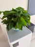 双盟绿萝盆栽除甲醛花卉绿植办公室新房净化空气180加仑2盆装源头直发 实拍图