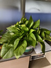 萌肉居龟背竹大叶盆栽植物四季常青桌面花卉绿植龟背竹早安盆源头直发 实拍图