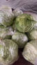 云南小包菜新鲜卷心菜农户自种蔬菜绿甘蓝鲜嫩可口单果250g起 绿甘蓝 8斤 实拍图