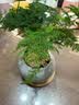iosn小文竹植物盆栽室内办公室摆件茶书房桌面绿植花卉好养客厅小盆景 文竹+纷青冰裂陶瓷盆+竹托 实拍图