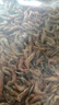 淡水小河虾野生红虾干小草虾补钙好蛋白农家自制干货小虾米 1斤精品红虾干(净重无干燥剂) 严选当月新货-先晒现卖 实拍图
