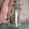 匠界茶叶茉莉花茶川派浓香型花草茶横县飘雪礼盒装250g新茶礼盒送礼 实拍图