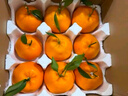 京鲜生 福建耙耙柑 净重10斤装 单果180g起 新鲜水果礼盒 实拍图