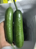 寿光精品水果小黄瓜新鲜采摘无刺脆甜多汁坏果包赔当季美味 精品水果黄瓜带箱5斤 实拍图