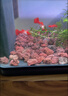 疯狂水草（FKSC）红色火山石鱼缸专用养乌龟火山岩颗粒鱼缸造景底砂沙石可配溪流石 实拍图