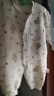 2件 初生婴儿衣服纯棉加厚连体衣冬季新生儿男女宝宝夹棉保暖棉服 2件-冬款(小天使+树叶熊) 59cm  (11斤以内) 实拍图