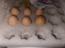 天珍牧场NSF无抗生素谷物鲜鸡蛋30枚3斤安全无激素节日礼盒 早餐食材 实拍图