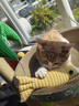 欢宠网猫玩具猫咪逗猫棒猫薄荷磨牙棒自嗨解闷神器磨牙猫猫小猫幼猫宠物 实拍图