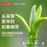 乐品乐茶头采芽毛尖特级2025新茶绿茶明前嫩芽茶叶礼盒装250g送长辈领导 实拍图