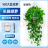 双盟绿萝盆栽除甲醛花卉绿植办公室新房净化空气160白2盆源头直发 实拍图