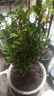 迩英阁黄杨盆景耐寒办公室内盆栽四季常青好养客厅花卉庭院树苗桌 黄杨盆栽35厘米高 不含盆  根部带土球发货  包成活 实拍图