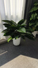 叹为观止大型植物发财树各种大颗盆栽开业乔迁客厅办公室内好养大型花卉 金钻【60-80厘米】 含盆 实拍图