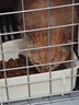 獒少保【带挂碗+垫板】宠物航空箱大号狗猫托运箱猫咪狗狗航空箱运输箱 一号PLUS 建议18斤以内 实拍图