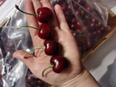 京鲜生 智利进口车厘子J级 10斤礼盒装 果径约26-28mm 水果礼盒 实拍图