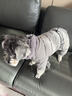 POPOCOLA小狗狗衣服羽绒秋冬季泰迪比熊雪纳瑞小型犬宠物保暖棉服冬装 灰色四脚面包服 XL【建议12-16斤】 实拍图