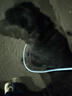 多尼斯（DOGNESS）狗狗牵引绳遛狗绳狗链子项圈大型犬阿拉斯加萨摩耶哈士奇 黑XL 实拍图