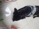 茨格曼狗狗牵引绳狗绳遛狗绳胸背带套装L码小型犬泰迪比熊小狗牵狗绳子 实拍图
