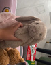Jellycat害羞米色邦尼兔动物毛绒玩偶安抚公仔娃娃圣诞节生日礼物 米色 Medium 实拍图