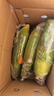 佳农宝菜山东带绿皮新鲜水果玉米健康轻食玉米4-6根4.5斤装源头直发 实拍图