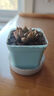 招财钱串吸财树多肉植物办公室桌面绿植盆栽花卉新手好养 精选随机1颗多肉+1个塑料彩盆+土 实拍图