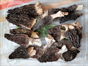 云南特产羊肚菌干货滋补牛肚菌菇煲汤食材农家香菇家用佳品 1包（每包16-17根）【当季新货 煲汤佳品】 实拍图