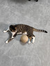 HELLOJOY猫玩具剑麻球超大号猫咪自嗨解闷神器耐咬球逗猫玩具 米色12CM 实拍图