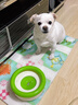 licheers狗狗水碗宠物悬浮喝水碗不湿嘴狗碗小型宠物狗水碗饮水器 绿色 实拍图
