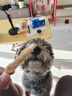 HELLOJOY狗狗零食磨牙棒比熊泰迪中小型犬磨牙洁齿 鸡肉绕奶棒100g 实拍图