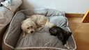嬉皮狗猫窝冬季保暖狗窝狗狗厚实沙发绒窝猫咪保暖垫子狗窝加厚大型犬 迈洛灰沙发窝 3XL-（120*90*25cm） 实拍图