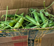 中鲜生 云南新鲜豌豆 甜豌豆新鲜蔬菜现摘豆角 5斤装 实拍图
