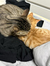 卫仕（NOURSE）猫咪全价主食爆爆酱湿粮营养餐包盒全阶段成幼猫补水罐头猫条零食 先试后买 猫用40g*2包 全阶段 实拍图