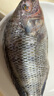GUO LIAN国联水产三去罗非鱼4条共2.8斤净重非洲鲫鱼水产生鲜食材源头直发 实拍图