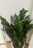 Only you【两小时达】发财树大型盆栽绿植花卉室内客厅办公室开业乔迁送礼 金钱树 实拍图