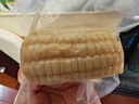 东北农嫂黄糯玉米软糯香吉林原产粘玉米真空低脂饱腹粗粮代餐 【三色三味】糯玉米段2kg约15段（黄6白甜糯6黑3） 实拍图