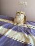 素力高进口无谷猫粮 美毛顺毛 优质鲜肉蛋白  幼猫成猫老年猫全价猫粮 【全能美毛丨双包轻享】鲜肉美毛3磅*2/2.72kg 实拍图