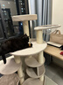 兽牌森林猫爬架大型猫树猫窝一体豪华剑麻猫架太空舱缅因大猫暖冬适用 森林【经典款】 实拍图