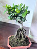 金钱榕树盆景老桩小叶榕苗木造型盆栽人参榕室内绿植提根绿植矮莊 方盆富贵榕树35cm左右高度 实拍图