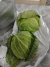 京鲜生山东新鲜绿甘蓝净重5斤单果200g+卷心菜甘蓝新鲜蔬菜 源头直发 实拍图