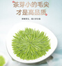 乐品乐茶特级毛尖茶叶绿茶2025明前春茶礼盒装250g送礼袋自己喝热门商品 实拍图