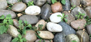大海边【12仓速发】50斤鹅卵石铺路铺地庭院园林造景天然大小鱼缸雨花石 【50斤装水洗五彩】3.0-5.0cm 实拍图