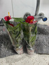 红掌盆栽白粉掌一帆风顺带花特大号花卉室内客厅面水培植物好养 约30-35大红掌-早安吸 带盆栽好 实拍图