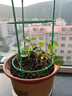 绿园匠植物爬藤支架花卉绿植攀爬固定支柱防倒伏支撑固定花盆架子两层 实拍图