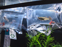 卡奇鱼 孔雀鱼 凤尾鱼 胎生鱼 热带观赏鱼淡水活体鱼小型鱼纯种好养易活 大耳孔雀鱼1对 实拍图