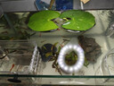 水培一叶莲浮萍迷你水草净化水质鱼缸造景睡莲花水生水养花卉植物 一叶莲 【3片装】尺寸8-11厘米 实拍图