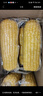京鲜生 东北白糯玉米230g*8棒 新鲜甜糯玉米棒真空包装粘玉米 源头直发 实拍图