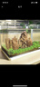 森森 超白玻璃小型热弯水草鱼缸HRK-600套缸+过滤器+水草灯 实拍图