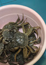 【活蟹】蟹宗鲜活大闸蟹现货全母3.0-3.3两8只水产生鲜螃蟹鲜活海鲜礼盒节日送礼礼品 实拍图