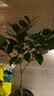 行湘茶花盆栽树苗阳台绿植花卉 六角大红茶花+1加仑塑料盆 源头直发 实拍图