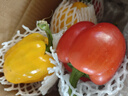 彩椒五彩甜椒水果圆椒不辣太空椒灯笼椒新鲜可即食减脂蔬菜 彩椒红+黄1斤 实拍图
